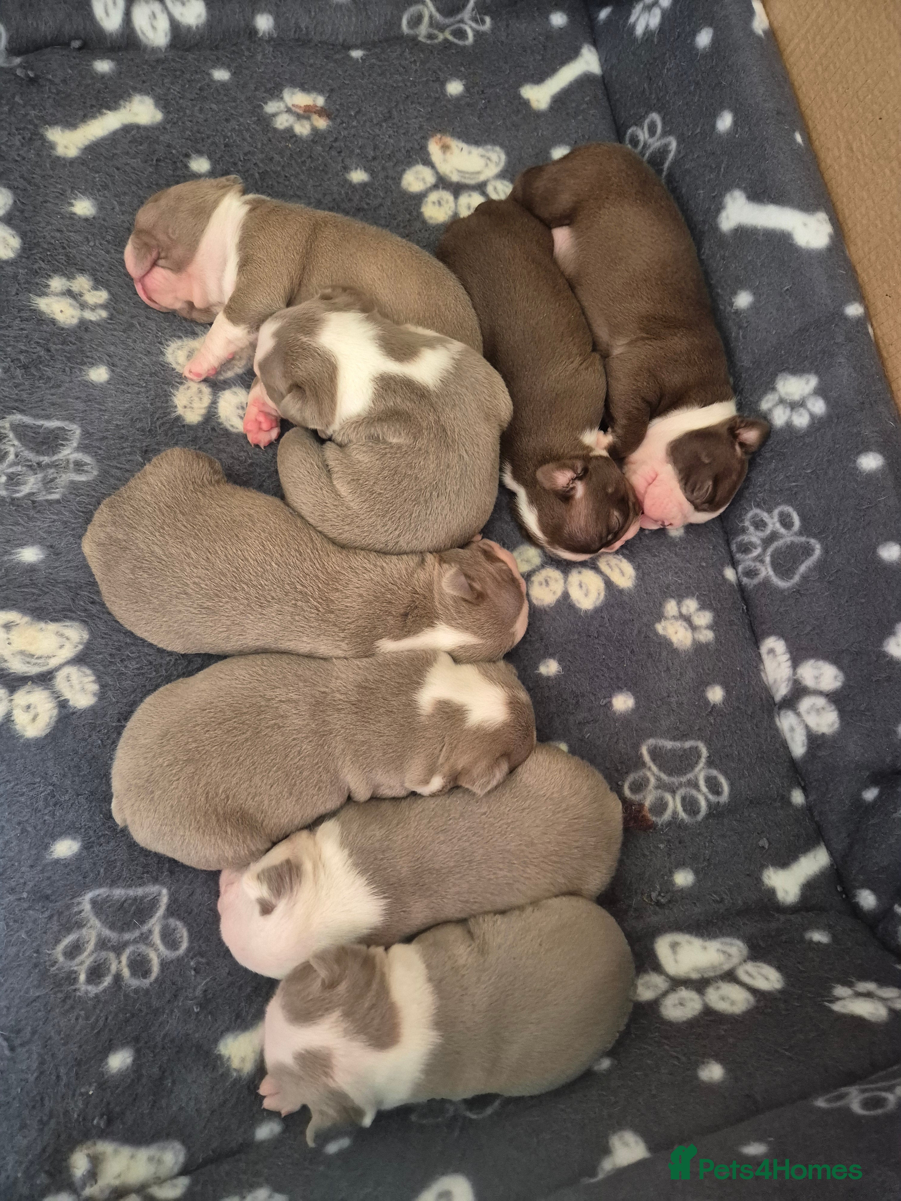 Boston Terrier dogs Kc Boston terrier puppies  - Advert 2