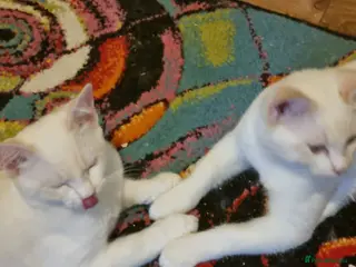 Siamese cats Flame point siamese - Advert 4