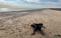 Dobermann dogs for sale: Lovely Boy Doberman - Image 7