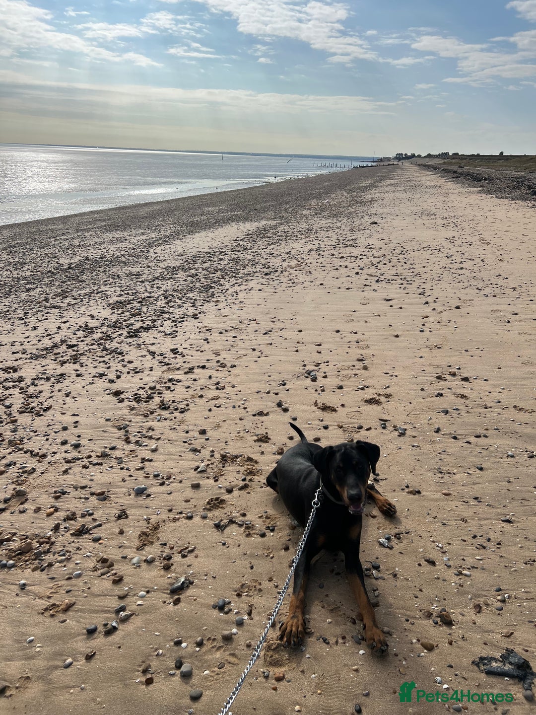Dobermann dogs for sale: Lovely Boy Doberman - Image 7