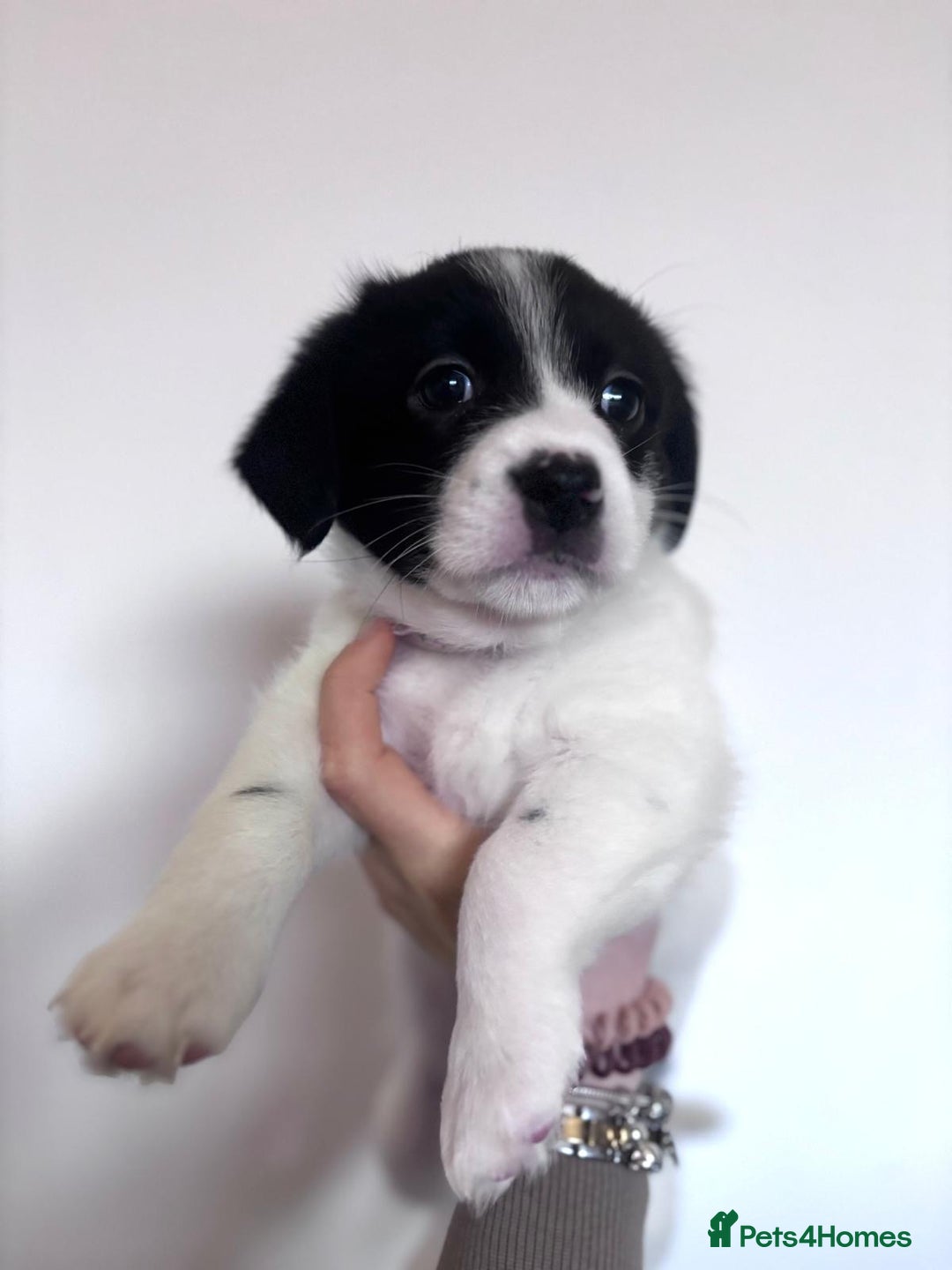 Mixed Breed dogs for sale: 3 beautiful Bichon Maltese mixed breed pups - Advert 3