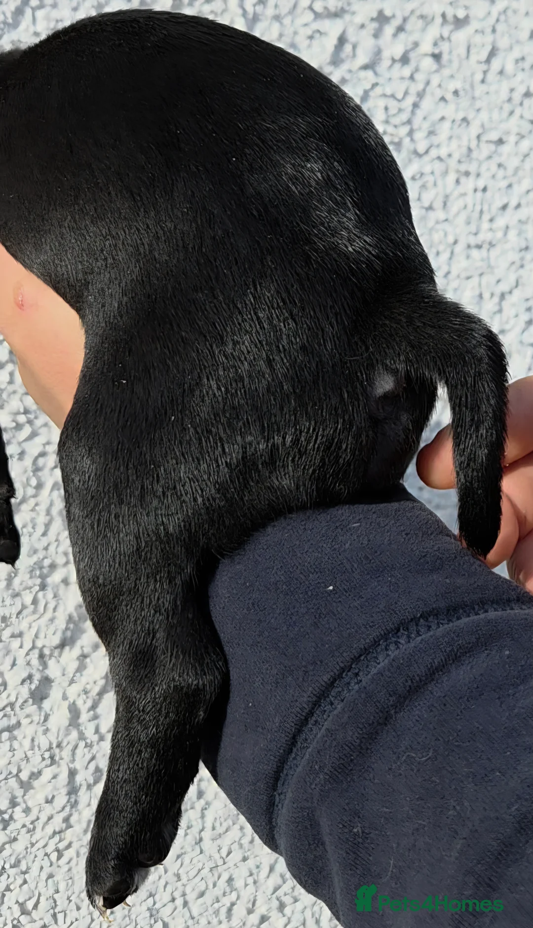 Staffordshire Bull Terrier dogs for sale: Black Staffordshire Puppy **OUTSTANDING PEDIGREE** - Advert 8