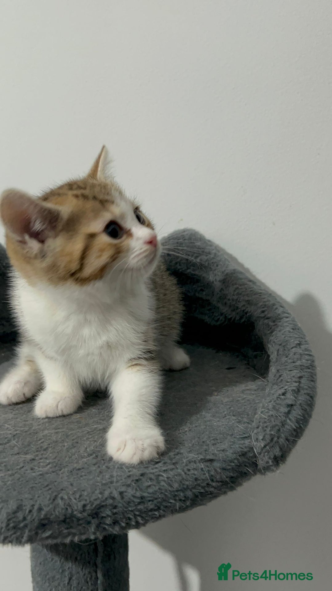 British Shorthair cats for sale: half british short hair & domestic short hair - Image 16