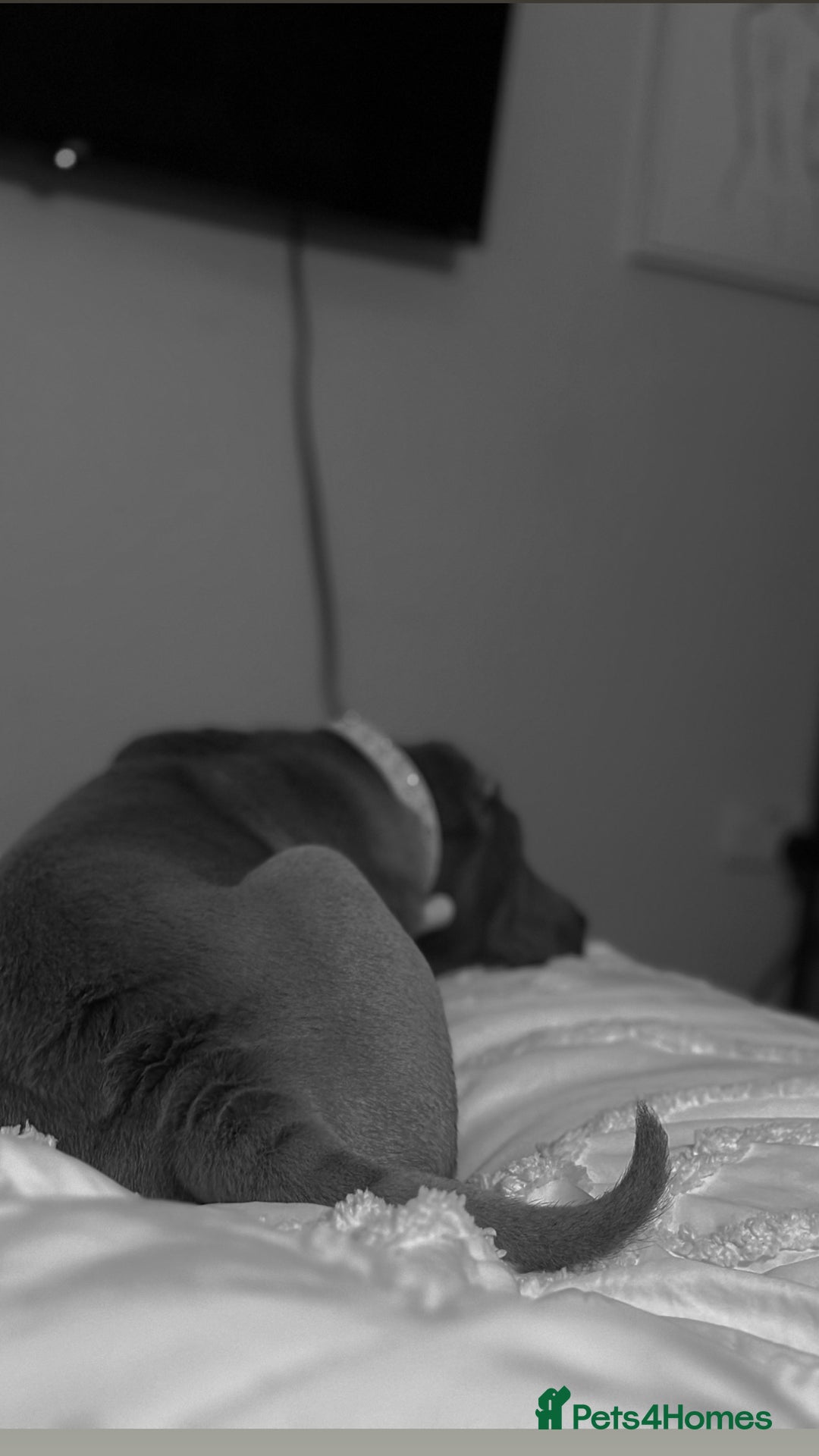 Shar Pei dogs for sale: 8 month old shar pei girl  - Advert 6