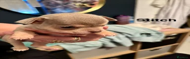 Chihuahua 3 stitch