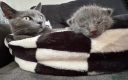 Mixed Breed cats for sale: Regular kittens - Image 16