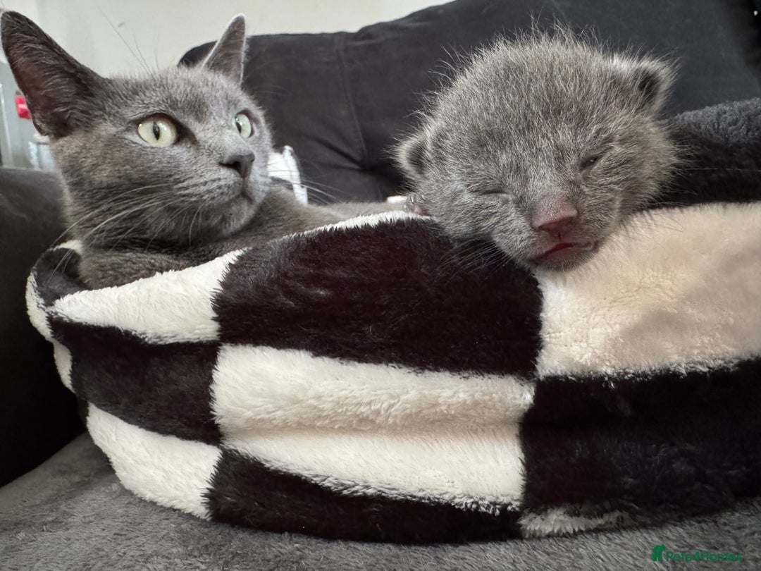 Mixed Breed cats for sale: Regular kittens - Image 16