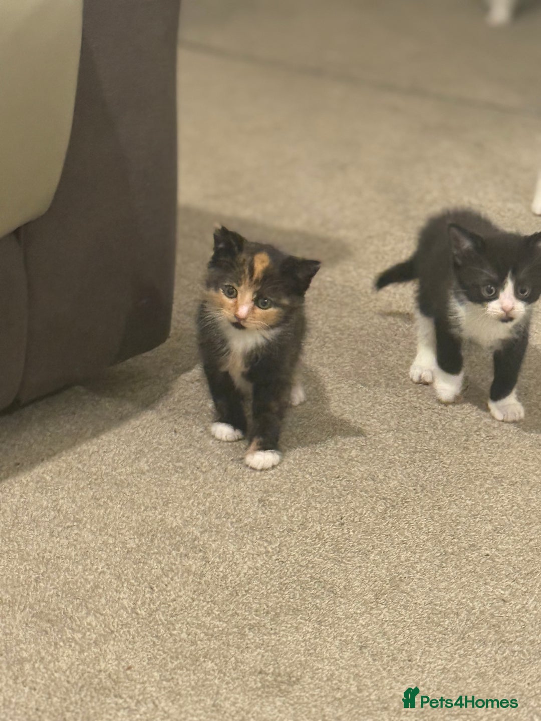 Mixed Breed cats for sale: 🤩🤩 10 beautifull fur babies 🤩🤩 - Advert 12