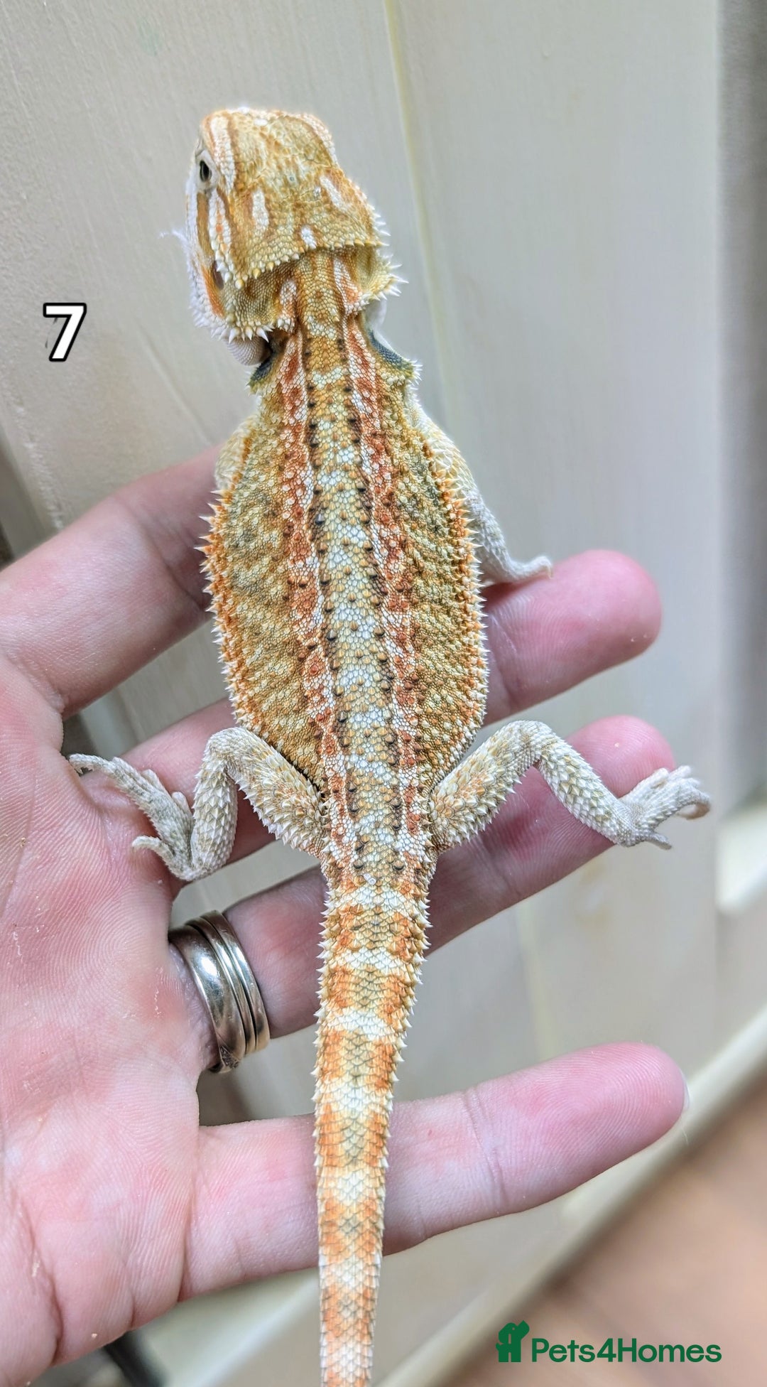 Bearded Dragon reptiles for sale: Baby Bearded dragons. Witblits, genetic stripes - Image 15