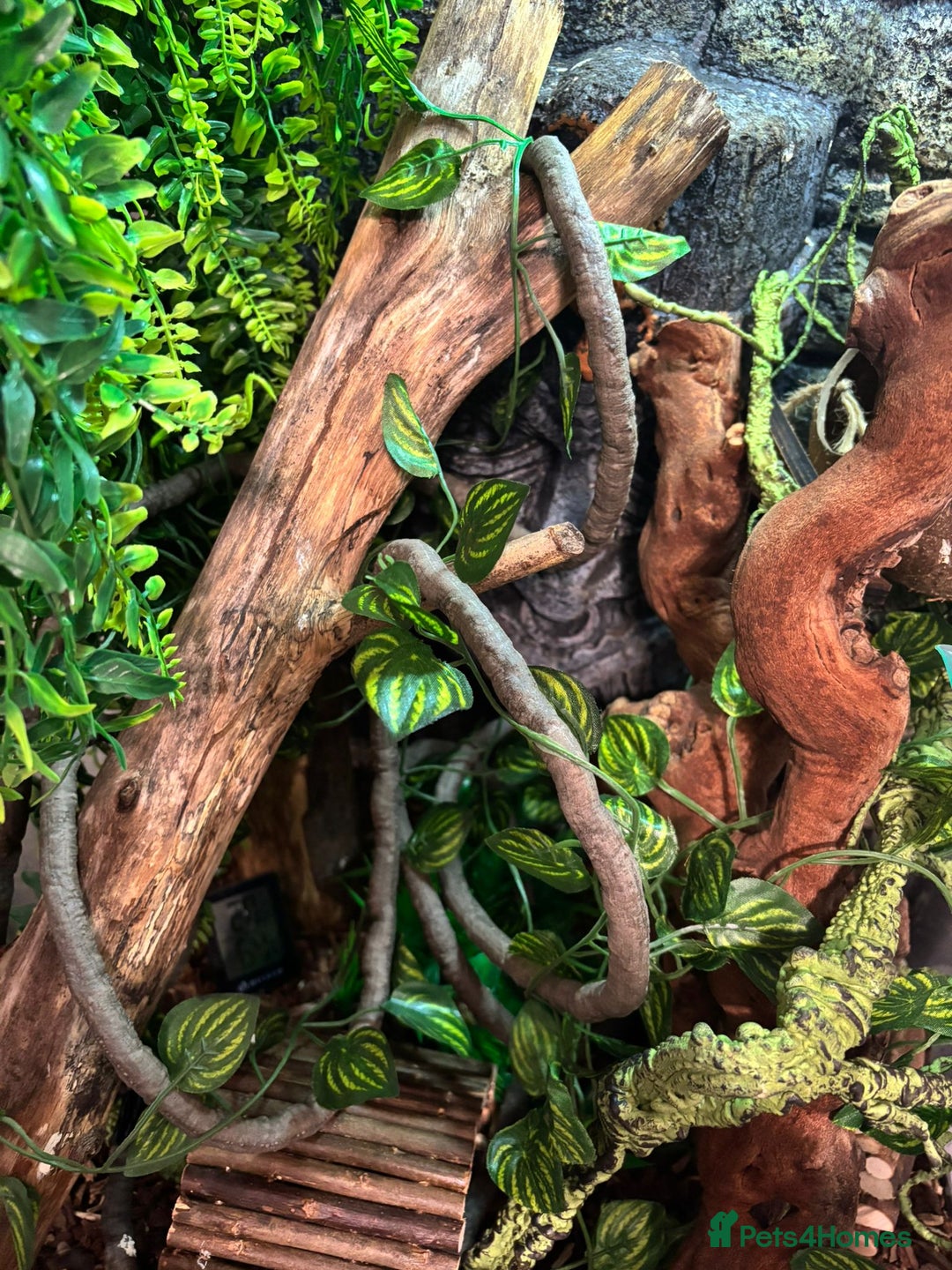 Gecko reptiles for sale: Male crested gecko  - Advert 3