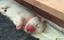 Boxer dogs for sale: Outstanding Boxer puppies (health tested parents) - Image 4