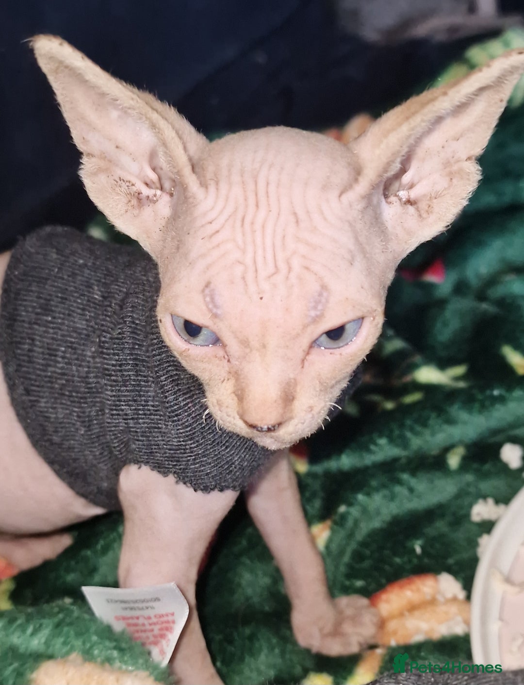 Sphynx cats for sale: Gorgeous Canadian Sphynx kittens - Image 17