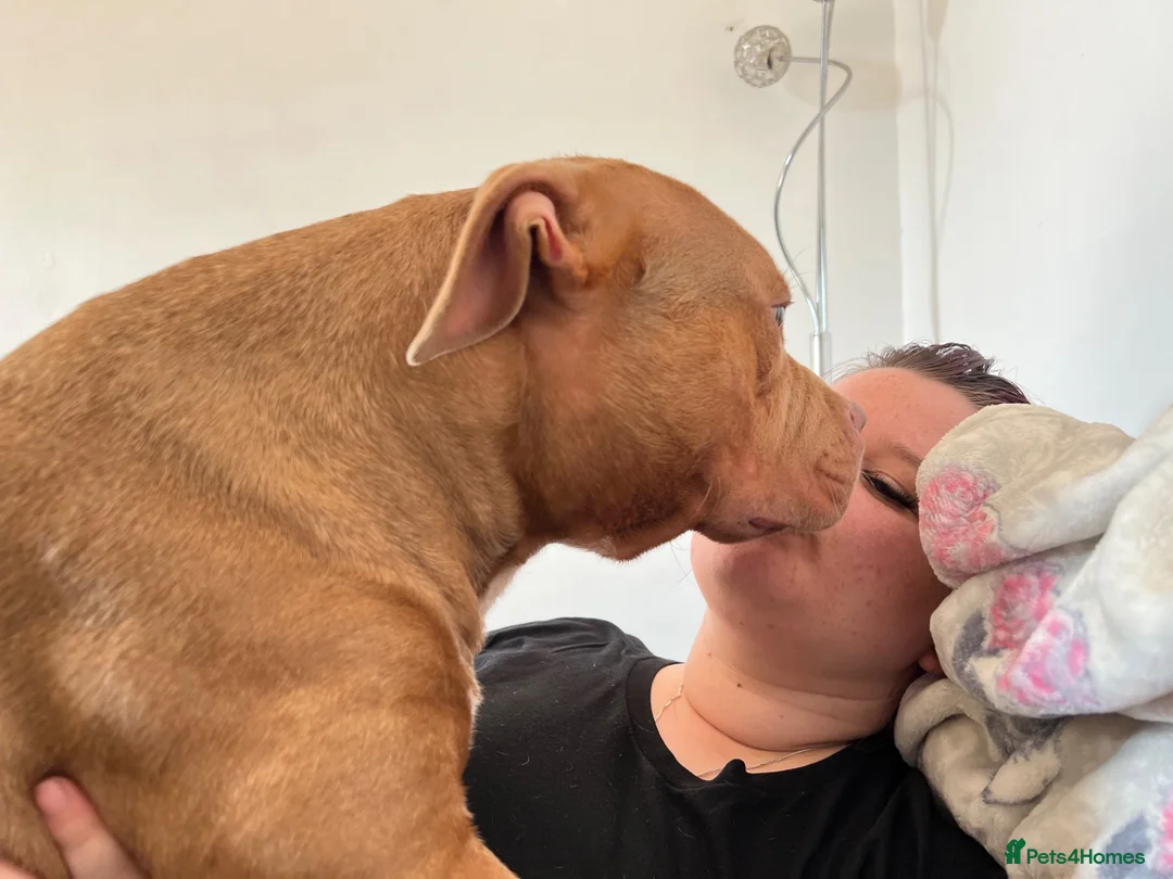 Staffordshire Bull Terrier dogs for sale: Dexter a loving pup need new home  - Advert 5