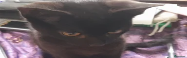 Pancake