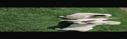 Jack Russell dogs for sale: Beautiful jack Russell puppies  in Reading - Advert 2