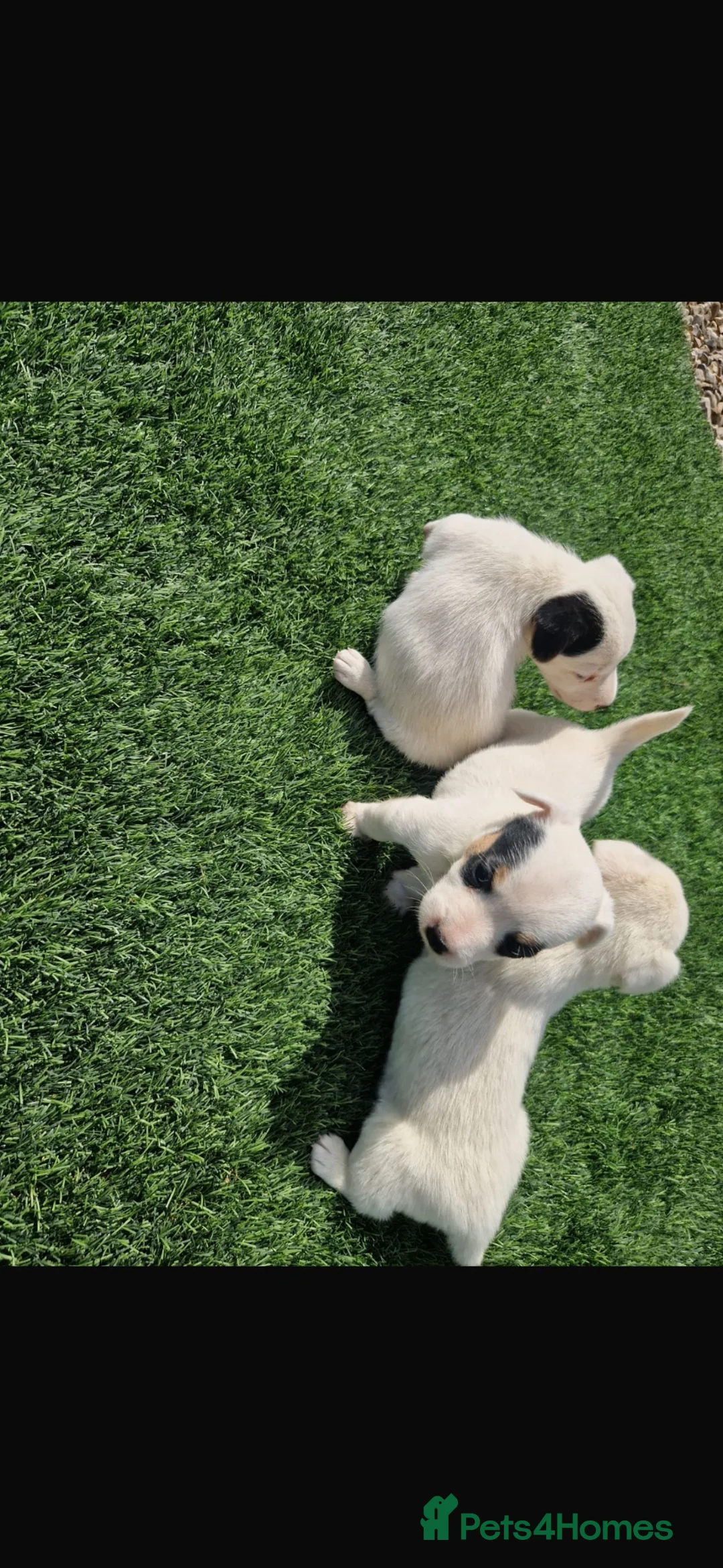 Jack Russell dogs for sale: Beautiful jack Russell puppies  in Reading - Advert 2