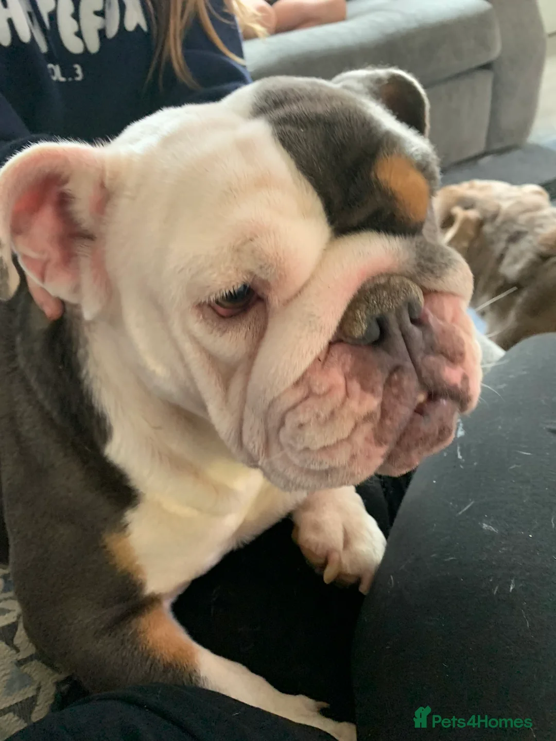 English Bulldog dogs for sale: Beautiful girl  - Advert 5