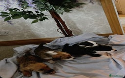 Jack Russell dogs for sale: 7 pure jack russel puppies  - Image 1