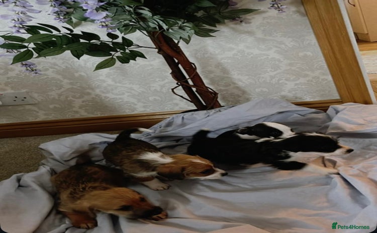 Jack Russell dogs - Advert 4