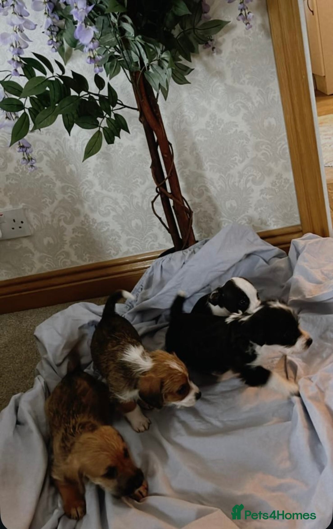 Jack Russell dogs for sale: 7 pure jack russel puppies  - Image 1