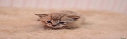 Bengal cats for sale: Adorable Snow / Charcoal Bengal kittens for sale - Advert 24