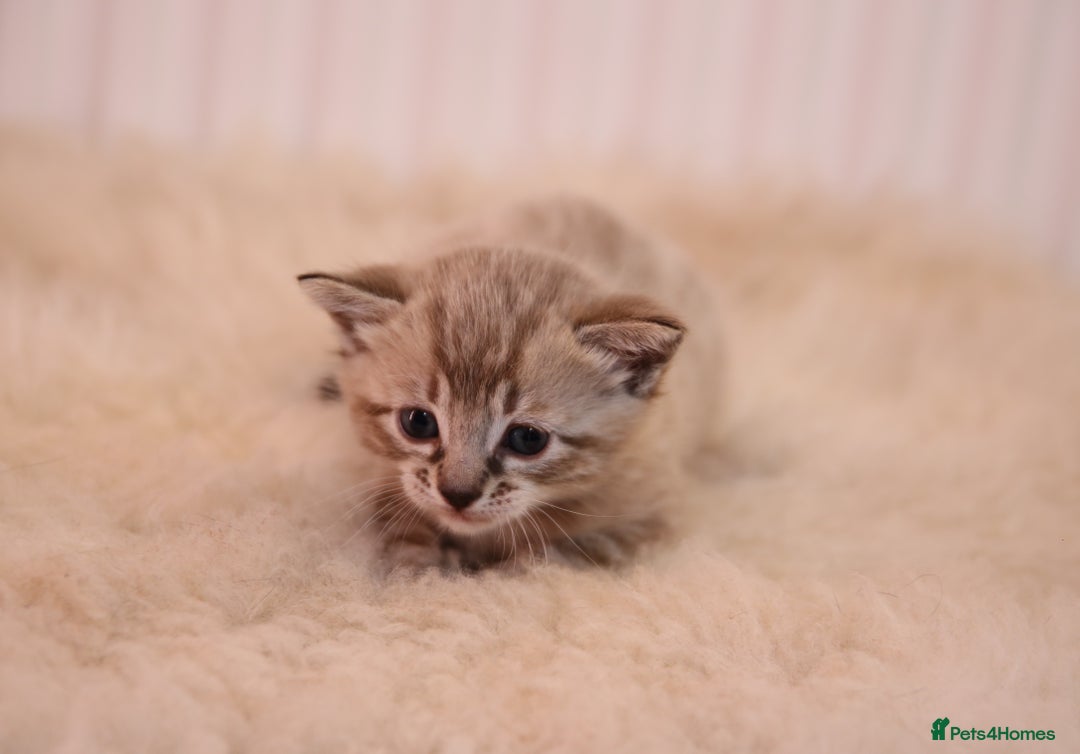 Bengal cats for sale: Adorable Snow / Charcoal Bengal kittens for sale - Advert 24