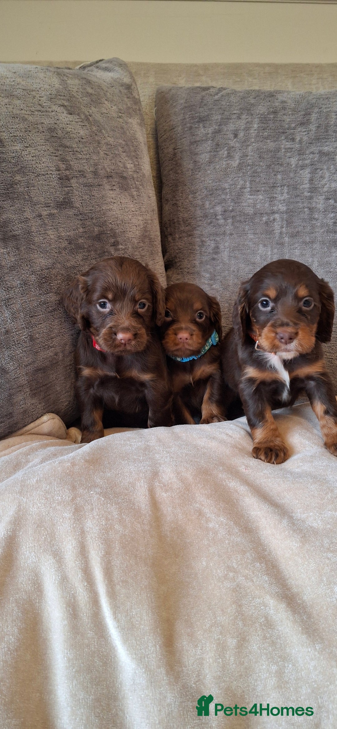 Cocker Spaniel dogs for sale: Kc reg working cocker spaniel puppies  - Advert 1