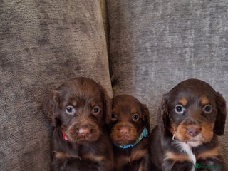 Cocker Spaniel dogs Kc reg working cocker spaniel puppies - Advert 16