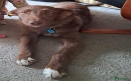 Border Collie dogs for sale: 6 month brown border collie - Advert 4