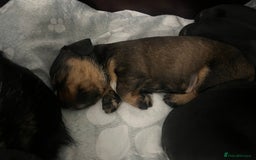 Mixed Breed dogs for sale: 8 beautiful dashaund X Jack Russel puppies  - Image 14