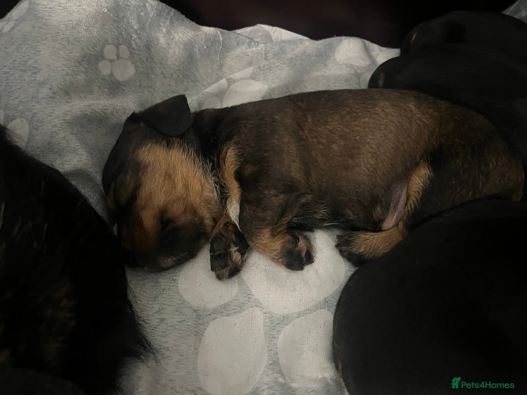 Mixed Breed dogs for sale: 8 beautiful dashaund X Jack Russel puppies  - Image 14