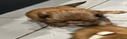 Shih Tzu dogs for sale: Beautiful imperial Shih Tzu puppies  - Advert 8