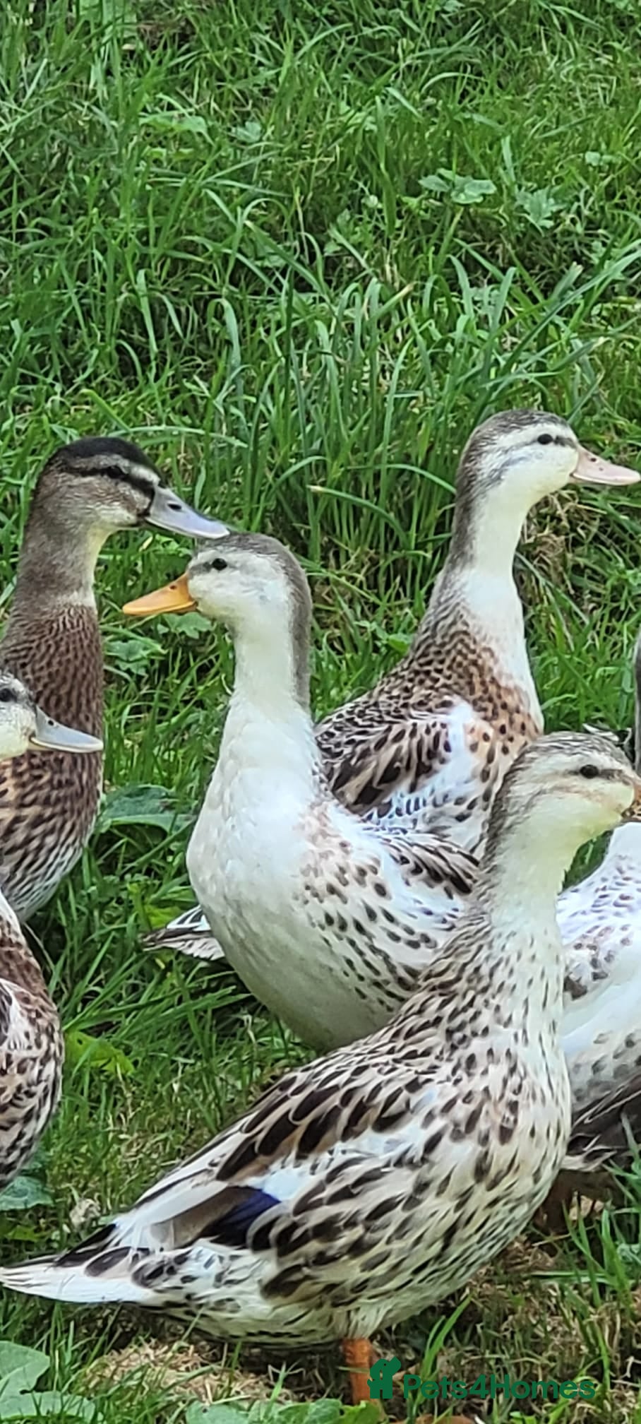 Ducks poultry Miniature Silver Appleyard Ducks for Sale - Advert 1