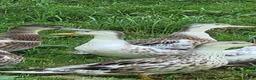 Ducks poultry for sale: Miniature Silver Appleyard Ducks for Sale in Stoke-on-Trent - Advert 1