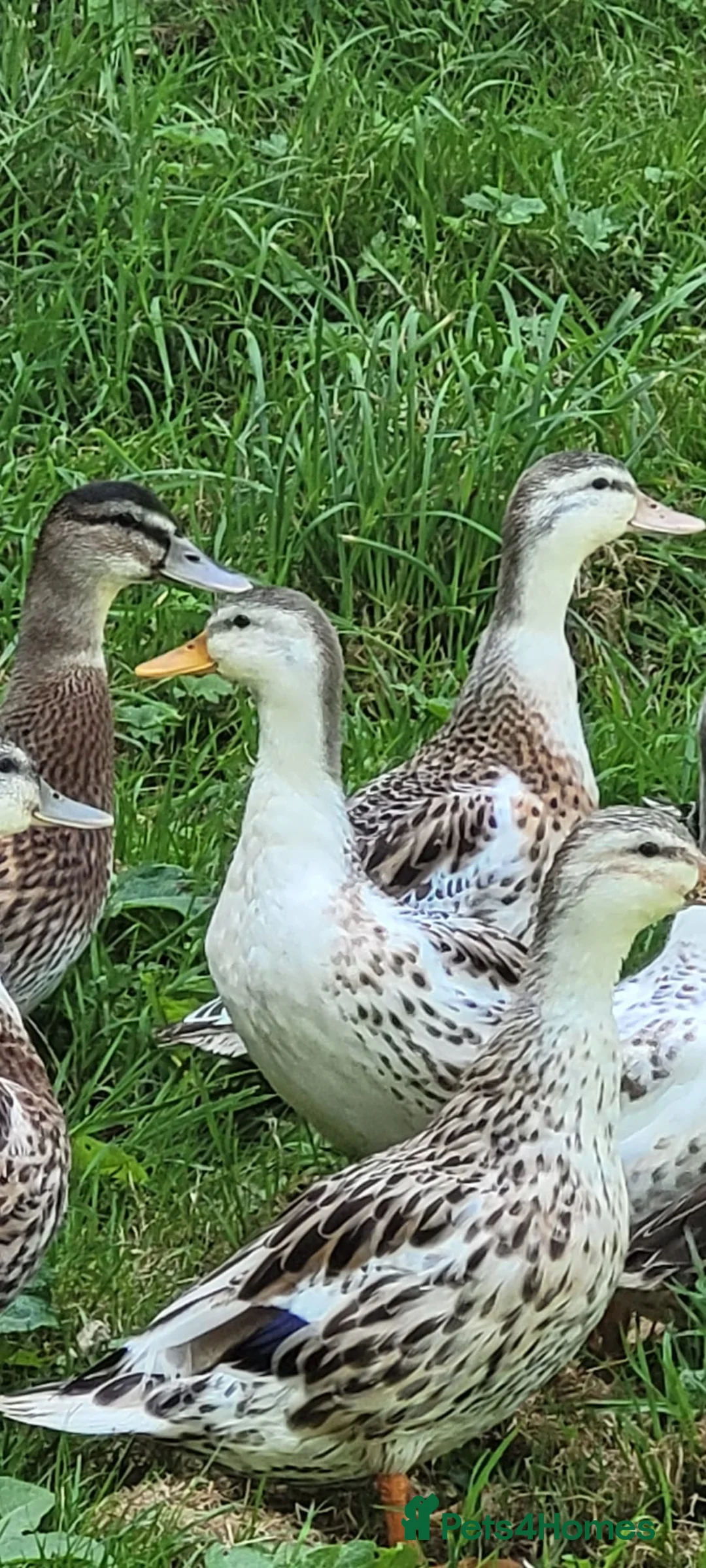 Ducks poultry for sale: Miniature Silver Appleyard Ducks for Sale in Stoke-on-Trent - Advert 1
