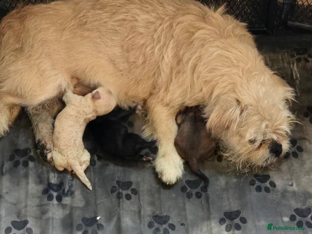 Mixed Breed dogs for sale: Mixed breed puppies. - Image 11