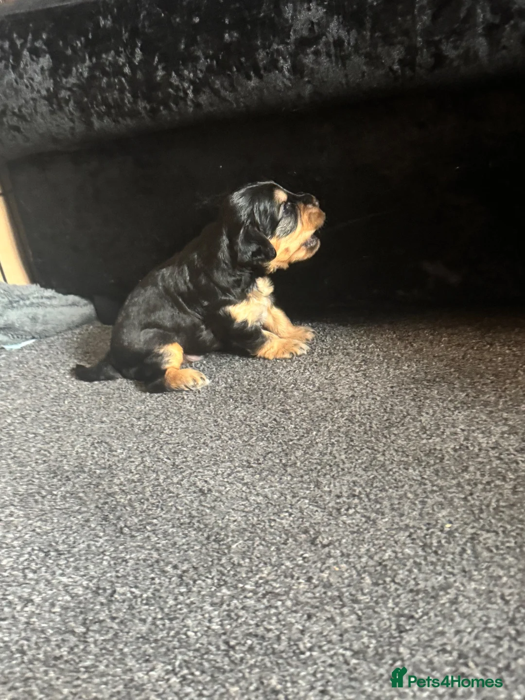 Cockapoo dogs for sale: Beautiful F2 cockapoo sable pups in Caernarfon - Advert 11