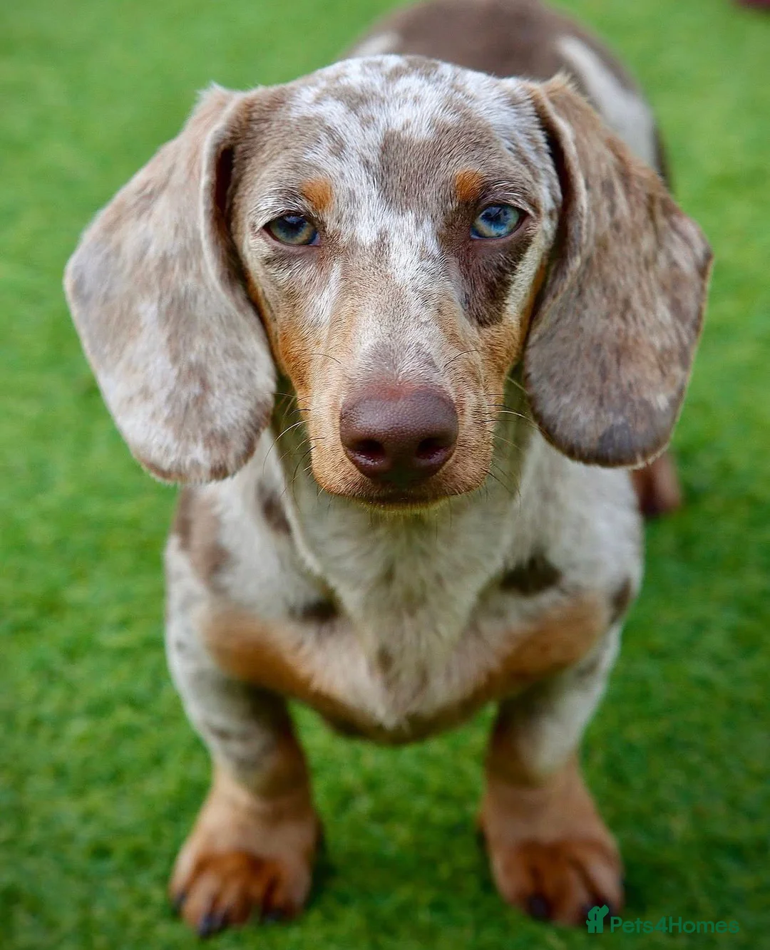 Miniature Dachshund dogs for stud: Meet Marley our Mini Dachshund stud - Advert 2