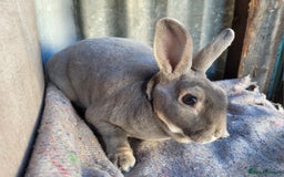 Rex rabbits for sale: 1 x blue rex buck, 3 x rex does - 6 months old - Image 12