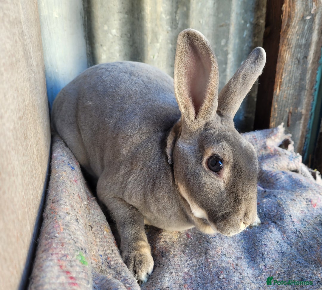 Rex rabbits for sale: 1 x blue rex buck, 3 x rex does - 6 months old - Image 12