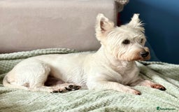 West Highland Terrier dogs for sale: West Highland Terrier Puppies for Loving Homes - Image 6