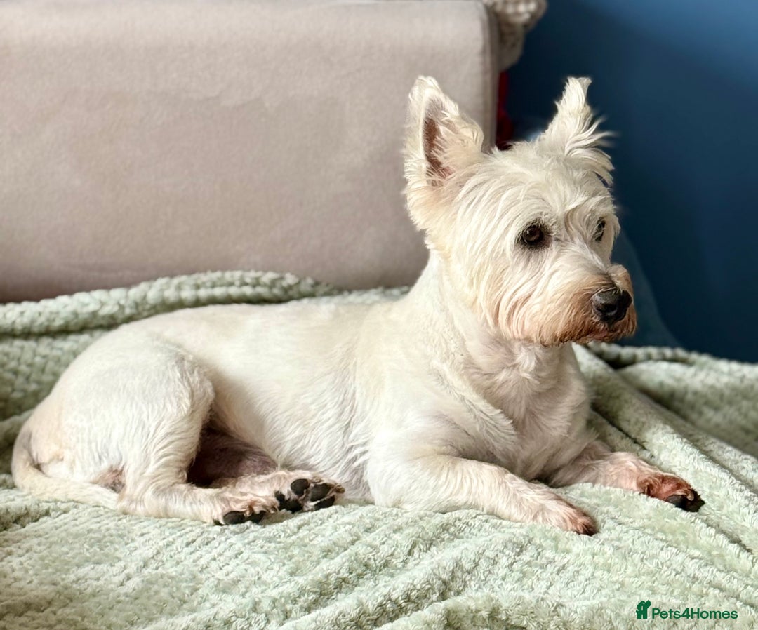 West Highland Terrier dogs for sale: West Highland Terrier Puppies for Loving Homes - Image 6
