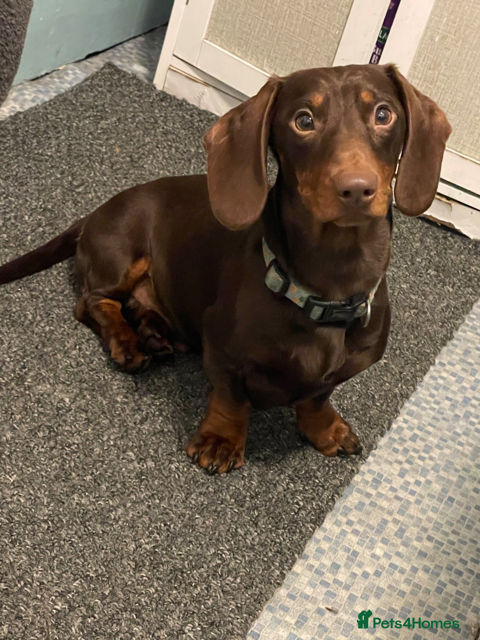 Dachshund dogs 2 year old male dachshund (GARY) - Advert 1