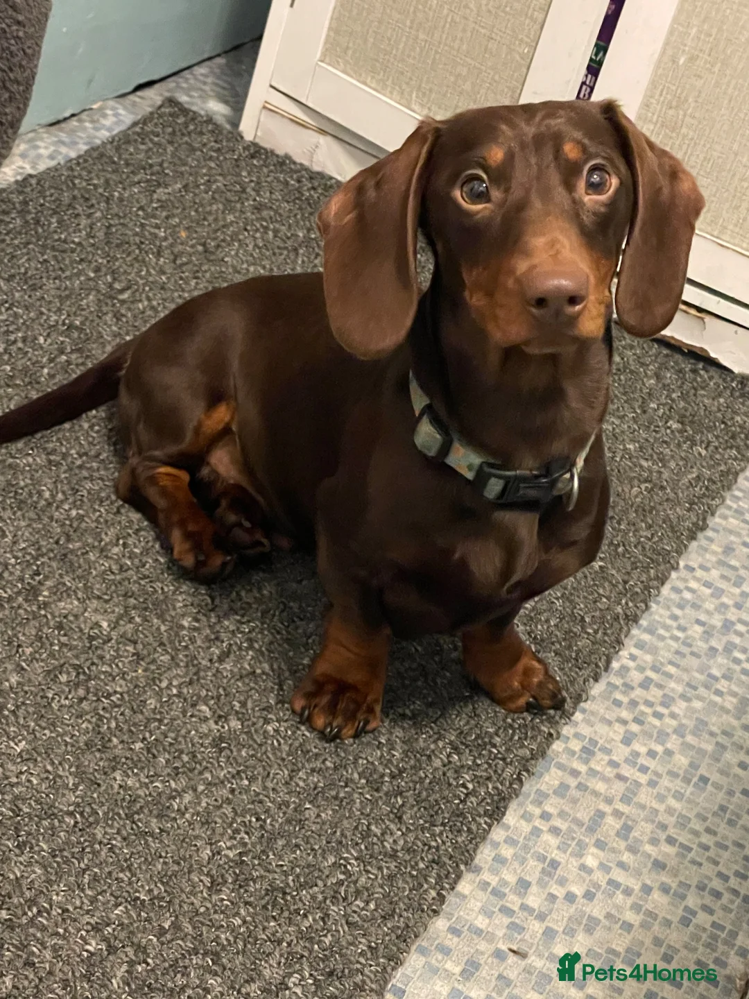 Dachshund dogs for sale: 2 year old male dachshund (GARY) - Advert 1