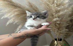 Mixed Breed cats for sale: Beautiful kittens available now  - Image 3