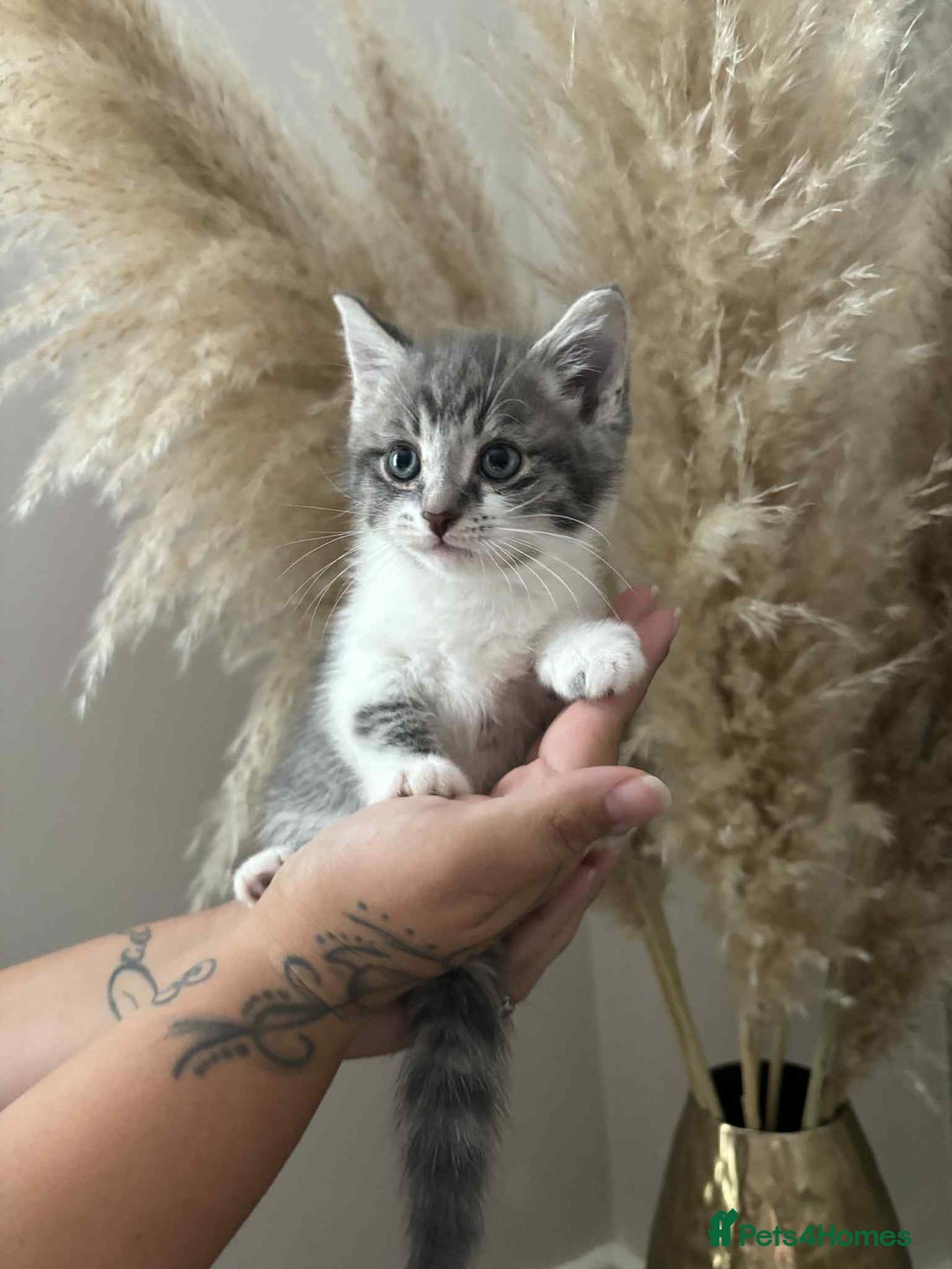 Mixed Breed cats for sale: Beautiful kittens available now  - Image 3