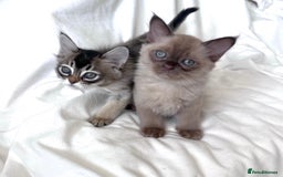 Burmese cats for sale: Stunning Show Quality Kittens - Image 10