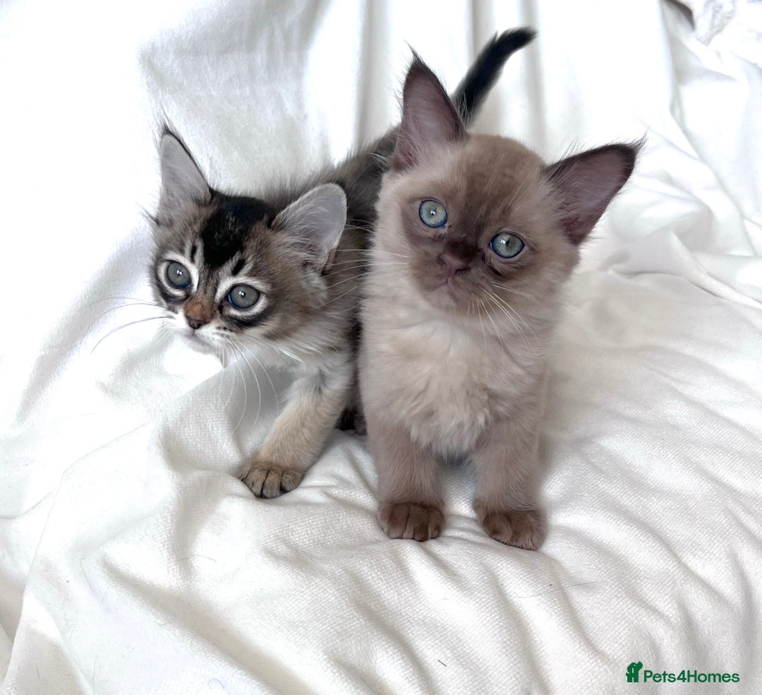 Burmese cats for sale: Stunning Show Quality Kittens - Image 10