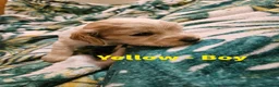 Cocker Spaniel dogs for sale: Stunning show KC Registered Cocker Spaniel pups in Omagh - Advert 8