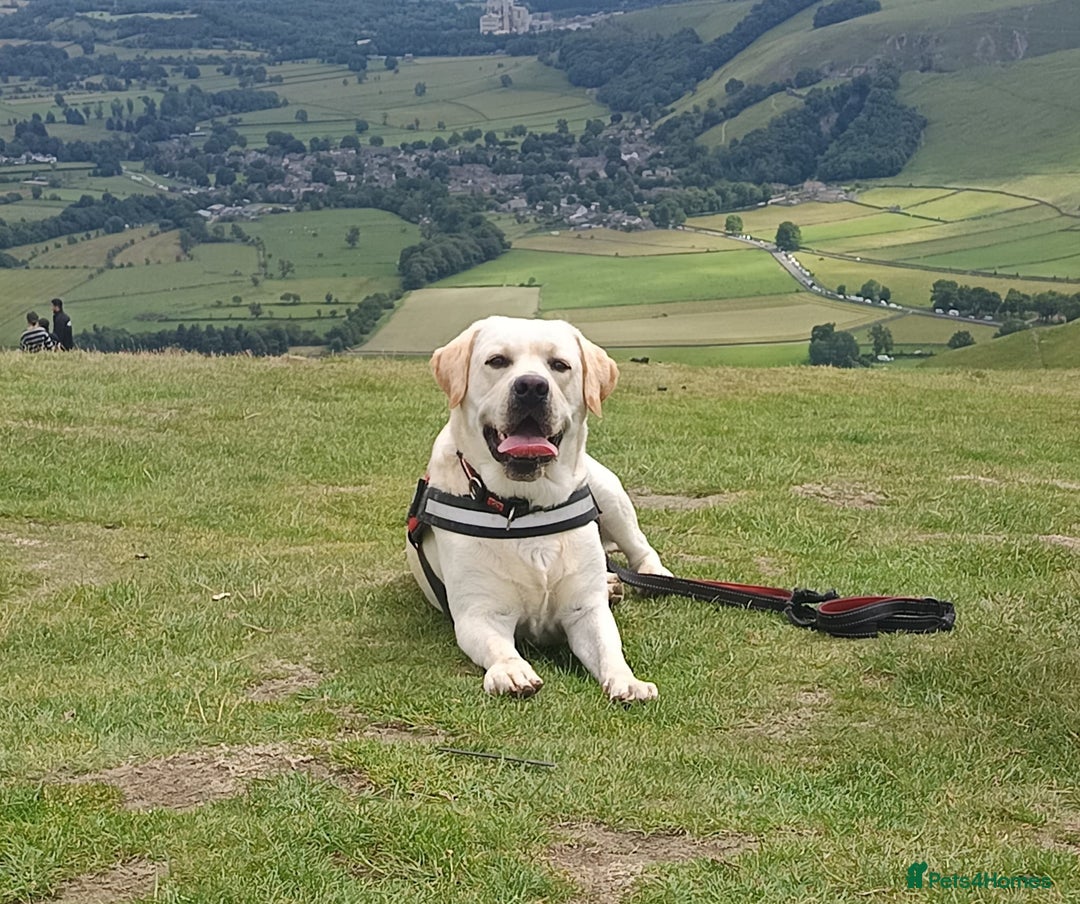 Golden Retriever dogs for sale: Health Tested, champion bloodlines Great with Kids - Advert 25
